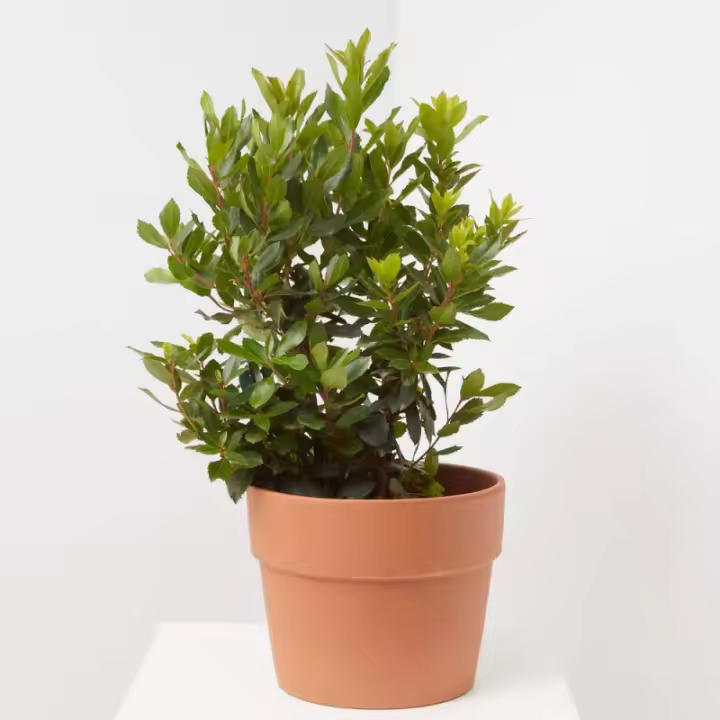 Verdecora Madroño | Planta Natural de Exterior | Arbusto para Plantar - Cubre Macetas Incluido - 1