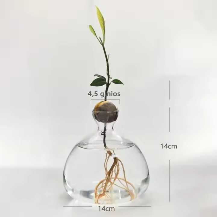 Vaso De Comino Para Cultivo De Semillas Kit De Plantación Con Pegatinas Regalo Para Amantes Del Jardín Material De Vidrio Transparente - 1