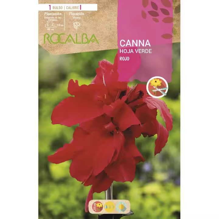 Rocalba Bulbo Canna Hoja Verde Rojo 1 Unidad (I) - Máxima Calidad, Plantación Fácil - 1
