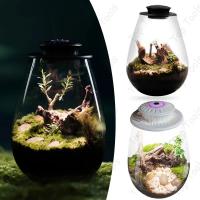Terrario De Vidrio Para Plantas Con Luz De Crecimiento Micro Paisaje De Mojarra Y Suculentas Vaso De Decoración Para El Hogar - details 1