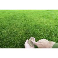 Semillas de Césped Muy Resistente - Caja de 1 KG - Césped muy resistente a pisadas y bajo mantenimiento - Ideal para Jardines y zonas de piscina.  Las semillas de Césped Resistente de Rocalba nos proporcionarán un césped de gran aspecto estético durante t - details 0