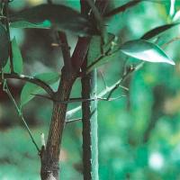 STARLEY-Pack de 12 tutores de Acero plastificado para Plantas , Ideal para el Cuidado del jardín. Varillas para el Cuidado de Plantas y arboles (Color Verde) - details 3