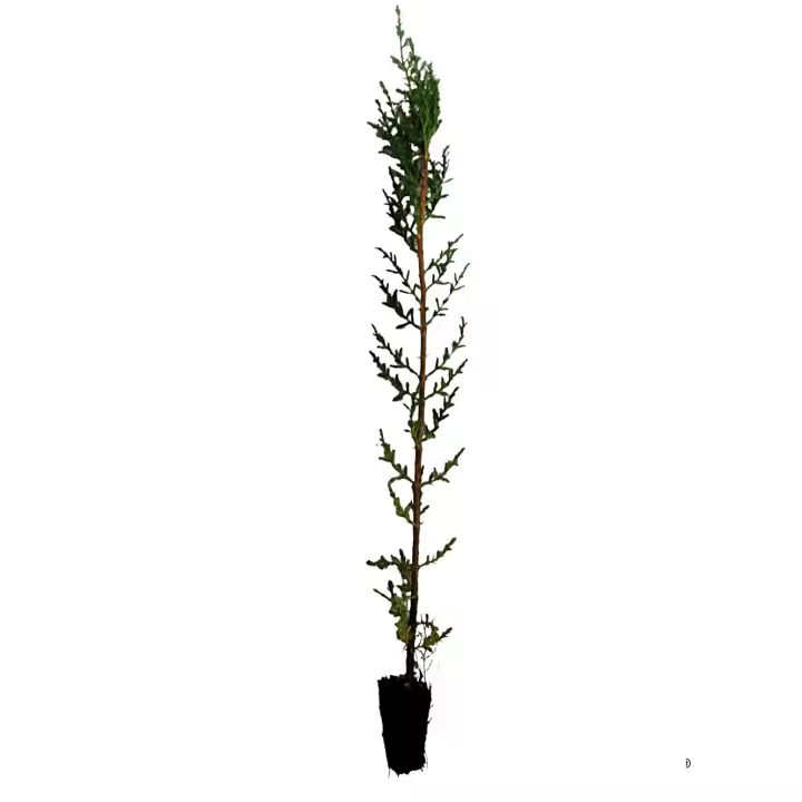 Plantas natural de 20 - 30 cm, cipres sempervirens para setos, pantalla visual, cortavientos. Segura Garden. Planta setos para crear cercas vivas elegantes y resistentes. Ideal para jardines formales y climas mediterráneos. - 1