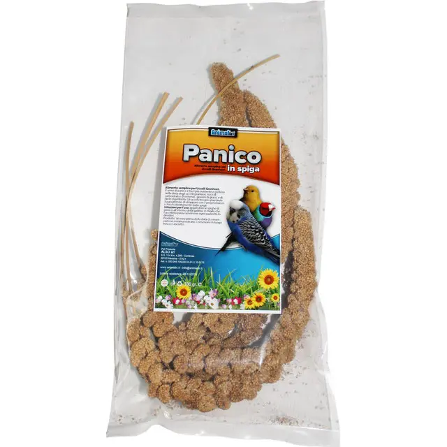 TAMBIÉN Semilla de Pánico en Oreja 100gr - 1