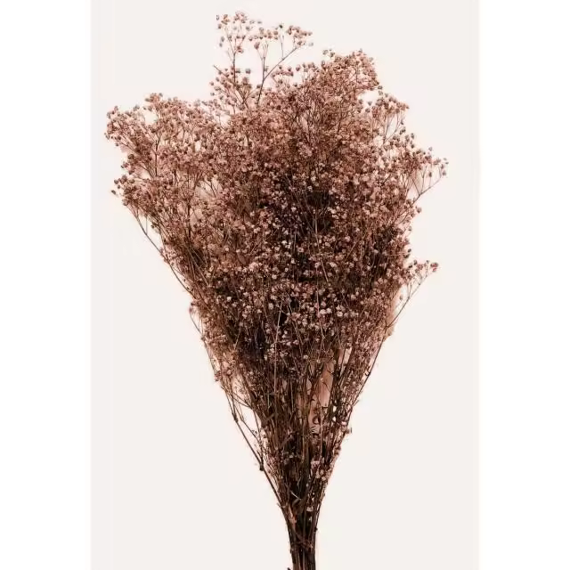 PANICULATA PRESERVADA "PREMIUM" - 1