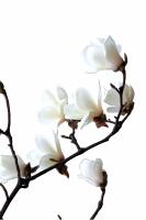 Planta natural arbol Magnolia Grandiflora. Ofrece flores grandes y fragantes, follaje perenne brillante, mejora la calidad del aire, da sombra, es resistente a plagas y aporta elegancia a jardines y paisajes urbanos. - details 0