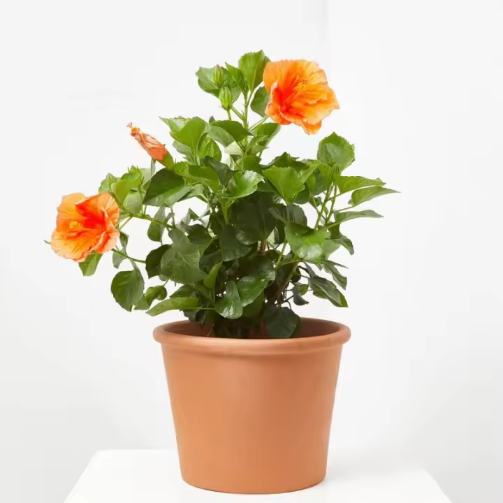 Verdecora HIBISCUS - 1