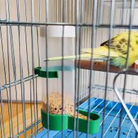 Alimentador Y Bebedero Automático Para Pájaros De Jaula Suministros Para Periquitos Y Papagayos Copas De Agua Automáticas Botella Alimentadora Para Pájaros - details 8