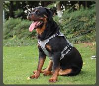 Correa Táctica Para Perros Grandes Con Cremallera Retráctil Y Correa De Hombro Gran Capacity Para Pitbull Accesorios Para Perros - details 8