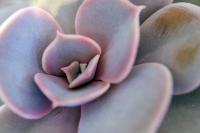 Pack de 8 Plantas Echeveria Variada. Embellecen cualquier espacio con su elegante forma de roseta, requieren mínimos cuidados, purifican el aire, son ideales para decoración sostenible y prosperan en interiores y exteriores.. Segura Garden - details 0