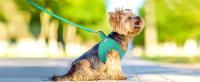 Harnés Y Correa Para Perro Reflectante De Comodidad Última Construcción Duradera Tela De Malla Transpirable Suave Y Padded Para Caminar Seguro - details 2