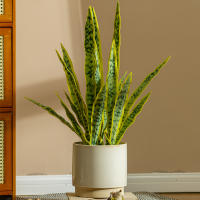 Plantas Artificiales Sansevieria 32/37cm Para Decoración De Jardín Y Hogar Plástico Bonsái DIY Falso Verde Para Interior Y Exterior - details 12