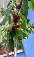 Frutas en tu Patio -Plantas Frutales Sabor y Frescura a tu Alcance cultiva tus propias frutas en tu hogar -  Plantalas en maceta - Frutas Naturales para comer - details 2