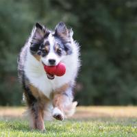 KONG Classic rojo juguete rellenable para perros talla S - details 7