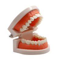 Modelo Dental Estándar De Dientes Humanos Para Enseñanza Y Estudio Práctica De Limpieza Perfecto Para Niños Montessori - details 14