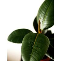 Planta natural Ficus Elástica robusta.  Segura Garden. El ficus robusta es una planta de interior ideal por su belleza, resistencia y capacidad para purificar el aire, mejorando así la calidad del hogar. - details 0