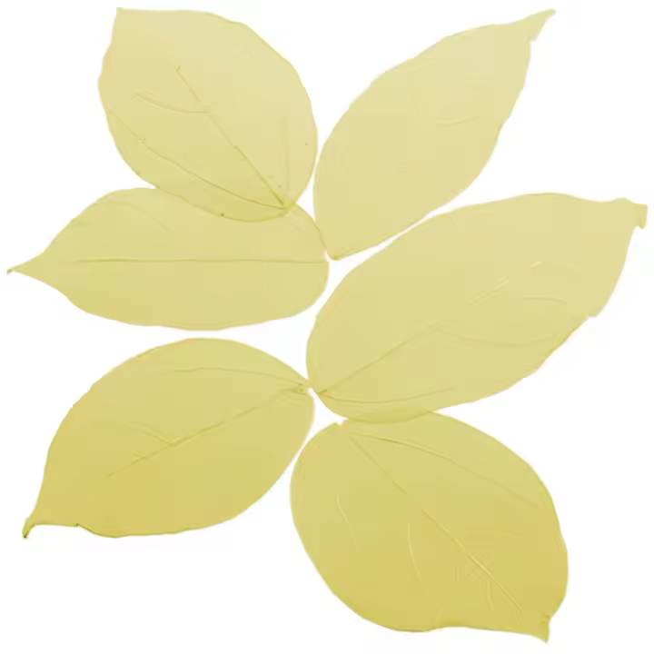 Kit de 6 Esqueletos de Hojas de Colores para Manualidades | Variedad de Tonos para Velas, Fanales y Jabones Decorativos | Medidas de 2,5cm a 8,5cm - 1