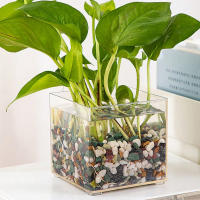 Jarrón De Plástico Transparente Y Minimalista Moderno En Forma De Cuadrado Para Decoración Del Hogar Y Estudio Contenedor De Plantas Hidroponicas - details 8