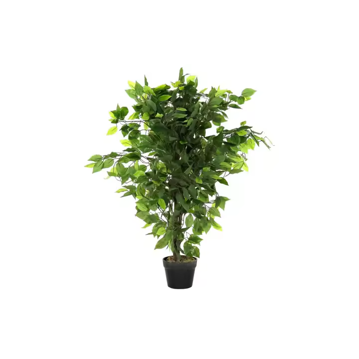 Planta Pe 50X50X90 Ficus Verde El mejor complemento para tu hogar  -Fijalo- - 1