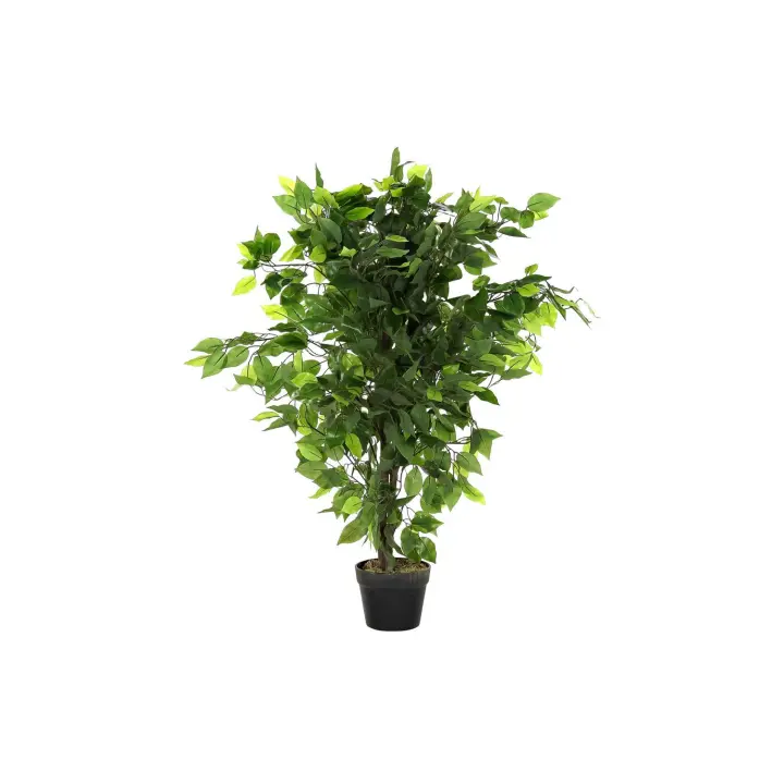 Planta Pe 50X50X90 Ficus Verde El mejor complemento para tu hogar  -Fijalo- - 1