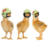 Gorro De Protección Para Pájaros Pequeños Accesorios De Mascotas De Pollo Resguardo Del Sol Y Lluvia Juguetes Para Pájaros De Corral - details 8