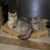 Silla De Descanso Para Gato Extra Grande Nido De Mascota Cama De Sisal Para Gatos Que No Descarta Polvo Tres Rondas De Pecho Madera Sofá Para Gatos - details 1