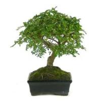 Verdecora - LOTE BONSAI 5 AÑOS + PLATO - Bonsái - Alta Luminosidad - Planta natural interior - details 1