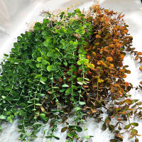 Planta Artificial De Eucalipto Falso 104cm Rattan Vinatera Para Decoración De Jardín Interior Y Exterior Bodas Y Oficinas - details 2
