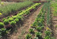 Humus Líquido Ecológico 1 Litro MUY EFICAZ | Abono Natural con Materia Orgánica | Apto Agricultura Ecológica | Mejora Suelo y Nutrición de Plantas | Aplicación por Riego cómoda y rápida |  Fertiliza de forma natural y ecológica | Nexum+Market - details 2