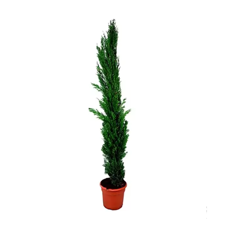 Planta cipres Cupressus Totem. 120 – 130 cm. Segura Garden - 1