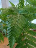 Helecho Dryopteris Erythrosora, Maceta Cerámica Incluida, Planta Ornamental de Interior - details 0