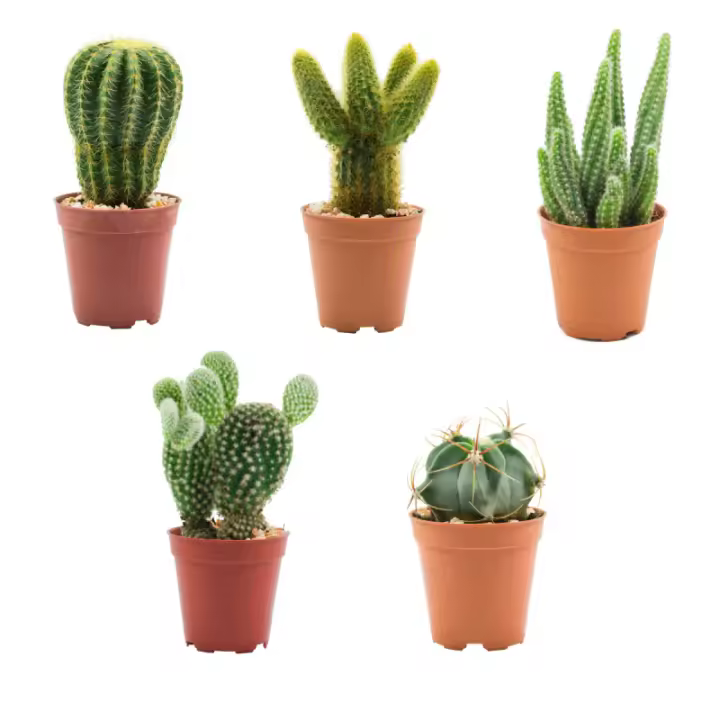 Verdecora PACK 5 CACTUS AZ. - 1