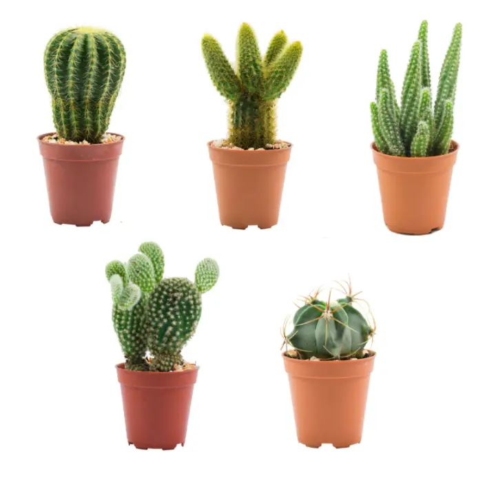 Verdecora PACK 5 CACTUS AZ. - 1