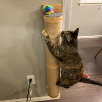 1Pc Poste De Rasguñar Para Gatos Pared Muebles Para Mascotas De Madera Con Cordón De Sisal Scratcher Para Gatos Grandes Columnas Gruesas Para Gatitos - details 4