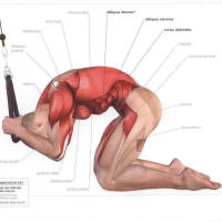 Cuerda De Agachamiento Para Tríceps Accesorio De Gimnasio Para Músculos De Braza Y Hombro Manijas De Face Pull Para Entrenamiento De Fuerza - details 3