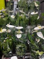 Planta Natural de Interior- Anthurium Blanco- Anturio Blanco - Flor De Flamenco- Flor Blanca- regalo de plantas - Plantas Naturales jardin - Plantas Anthurium decorativo de interior para regalo - obsequio - - details 2