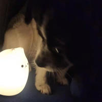 Lámpara Nocturna Para Bebé De Gato Mini Popular 7 Colores Toque Cambio De Color Protección Ocular Luz De Noche Para Dormitorio Regalo Para Niños - details 2