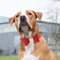 Collar De Cuero PU Para Perros Con Corbata Accesorio Lindo Para Pequeños Y Medianos Perros Y Gatos Collar Elegante Para Mascotas - details 6