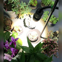 Luz LED con zoom de altura ajustable, lámpara de espectro completo para cultivo de plantas, 3/6/12H, 5 escalones, regulable, 10W - details 9