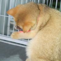 Aliviar la ansiedad Collar de provocación de gatos con láser inteligente Collar de provocación de gatos eléctrico interactivo LED infrarrojo libera las manos - details 9
