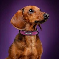 Collar personalizado cuero perro, accesorio acolchado interior identificación de mascotas, para perros pequeños, medianos - details 13
