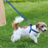 Correa perro pequeño, cachorros, conjunto correas arnés peluche, bonito juego cuerdas plomo, correa gato y gatito, decoración de - details 1