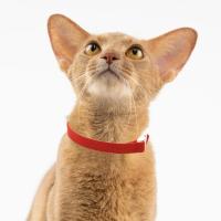 Collar de Seguridad Ligero para Gatos Collares Elásticos para Gatitos Pequeños y Grandes - details 4