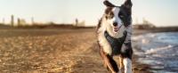 Arnes Perro Antitirones-Material Oxford Resistente