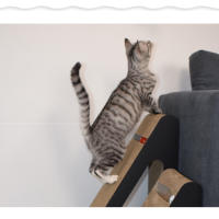 Rascador de cartón para gatos, texturas de alta densidad, promueve actividad, adecuado para compañero íntimo - details 1