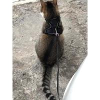 Arnés y correa para gatos para caminar, chaleco ajustable suave a prueba de escapes para gatos, chaqueta con tiras reflectantes transpirables - details 9
