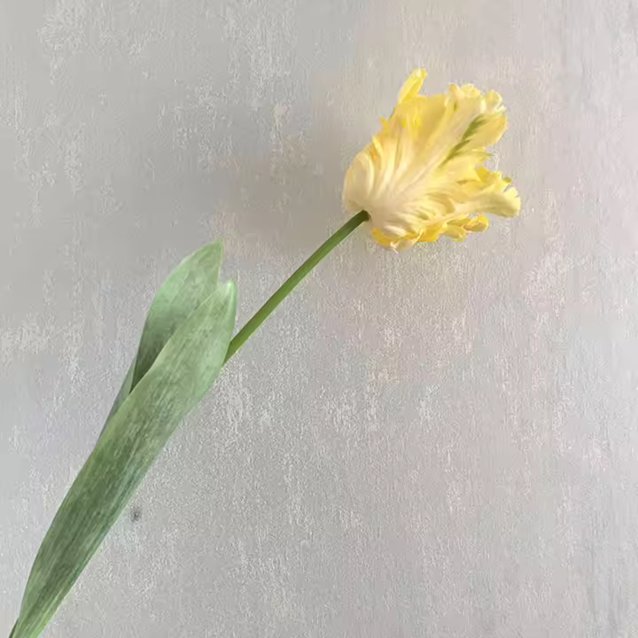 Accesorios de fotografía de regalo de novia para el hogar, fiesta, boda, flor falsa, loro Artificial, decoración de mesa de tulipán, ramo de boda - 1