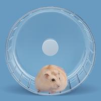 hamster wheel