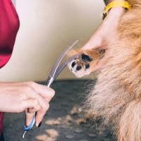 Tijeras de Acero Inoxidable para Mascotas Compactas y Curvas para Peluquería Aceptables para Perros - details 8
