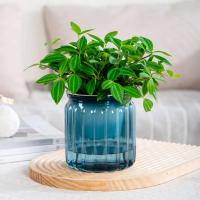 Planta hidropónica jugosa, riego automático interior, mini mesa de comedor floral ETA, decoración de bonsái para jardín y hogar ETA - details 5